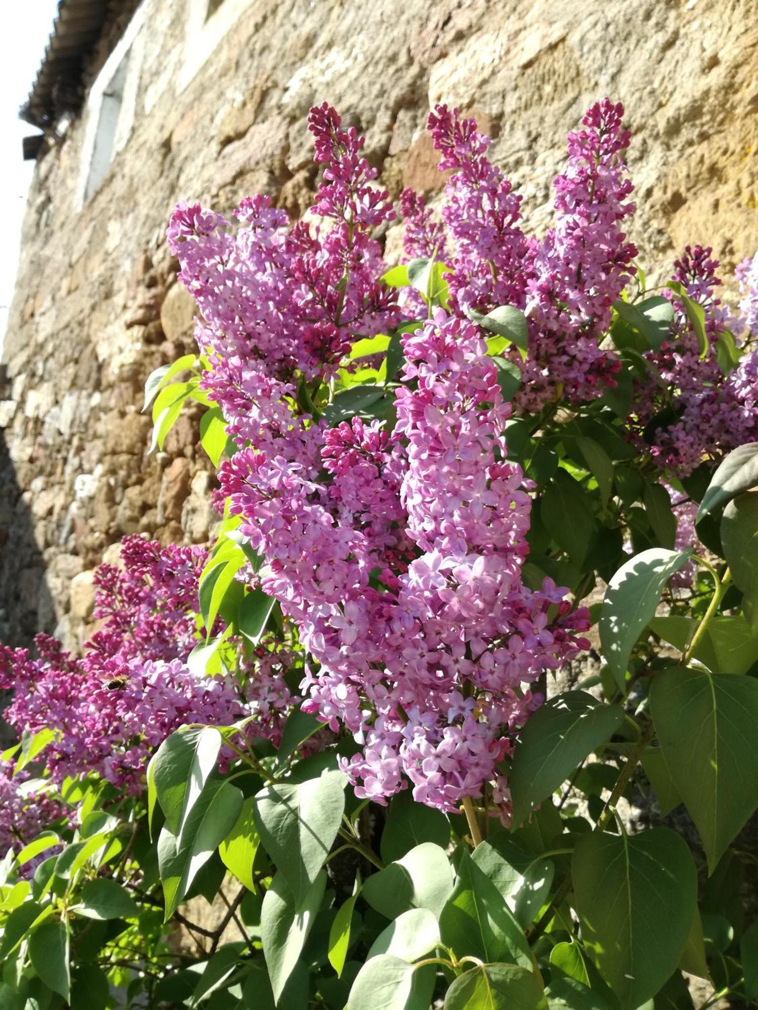 La Posada De Pedrazales エクステリア 写真